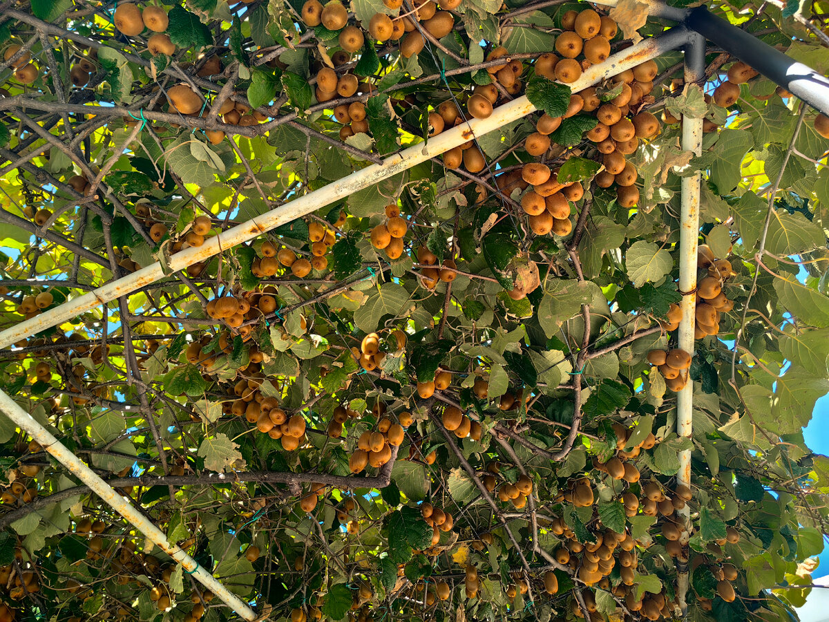 Навес из киви. Фото сделано просто по дороге в магазин 