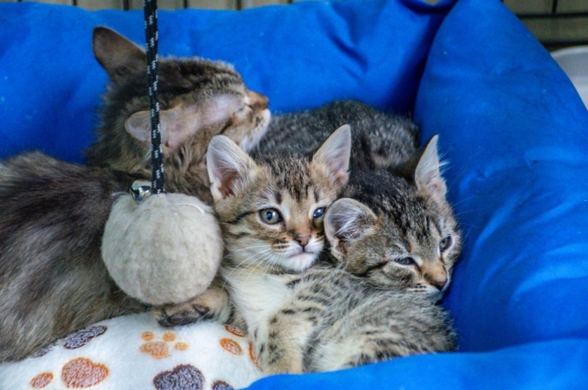    74% туляков поддержали идею создания зоополиции