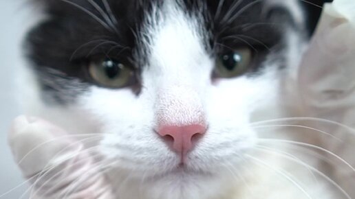 Vetcity Adoption | В вашем доме давно не шалили? Багет готов исправить ...