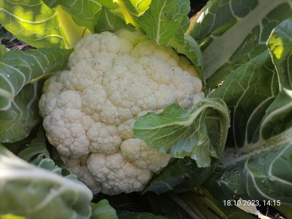 Нормальная такая головка завязалась к 18 октября при посеве в начале мая раннего сорта