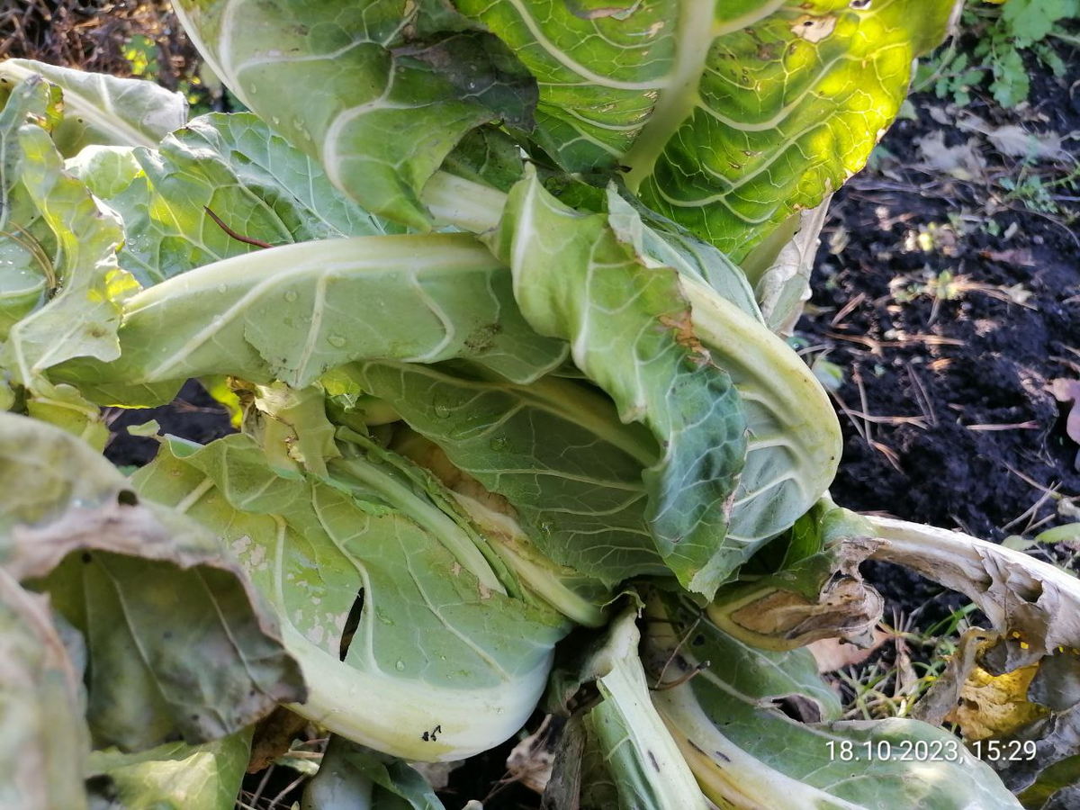 Выглядит уже плохо, после череды заморозков нижние листья гниют, но в центре розетки еще теплится жизнь 