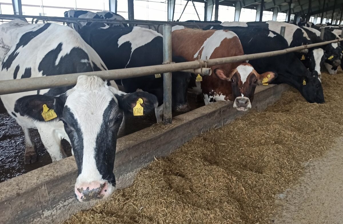    На сельхозпредприятии практикуется беспривязное содержание коров. Елена Власова