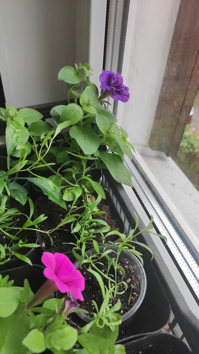 Черенки петуний и аллисума