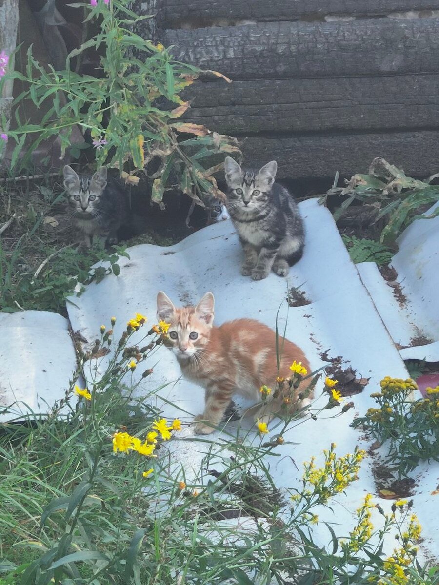 🆘🆘СПБ и ЛО. Шапки⁠⁠🆘🆘 Нужны дома ТРЕМ котятам. Метисы бобтейлов +  мраморный окрас. ОСТАЛИСЬ НА ДАЧАХ | Animalrescueed | Дзен