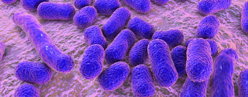 Acinetobacter baumannii. Иллюстрация: