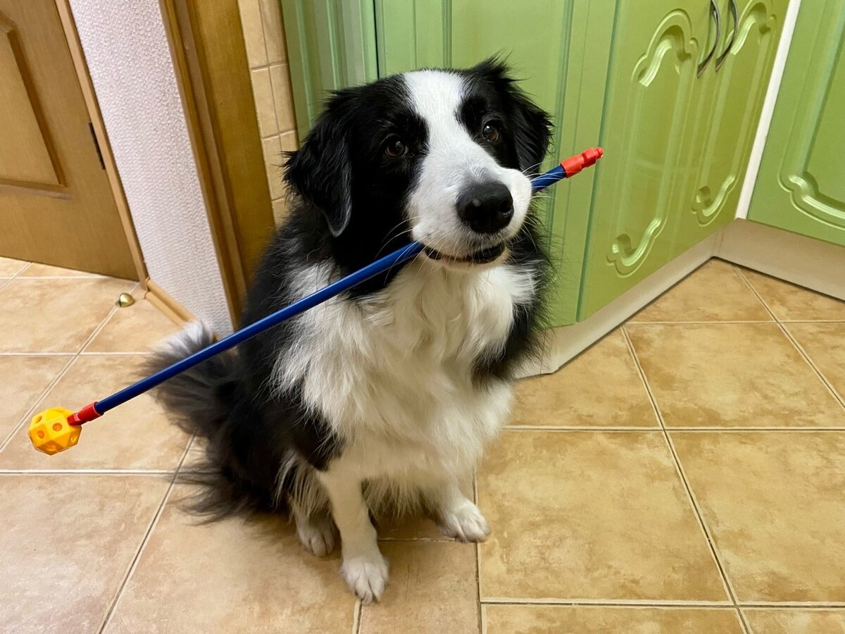 Баста принесла палочку в обмен на вкусный кусок