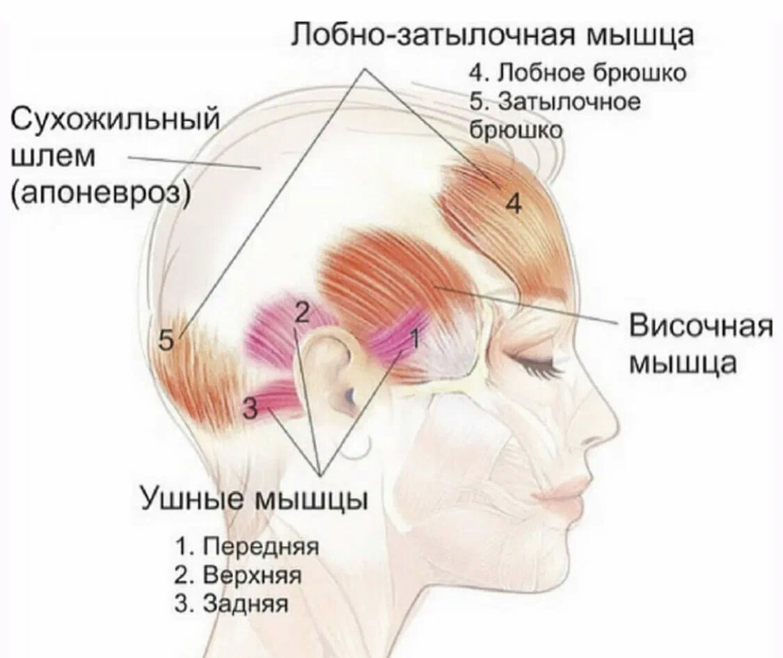 У вас напряженная шея и сидячий образ жизни - пробуем снизить нагрузку с  шеи, а заодно омолодить лицо и просто расслабиться | Healthy | Дзен