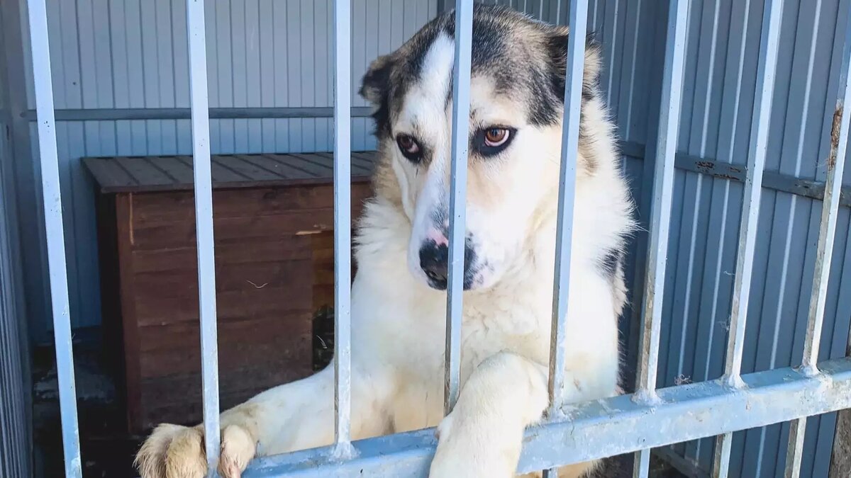     В Горсовете уверены: муниципальному приюту нужно повышать качество работы.