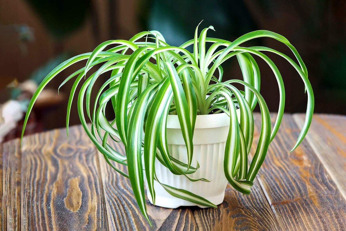     Это очень просто: как размножить хлорофитум осенью