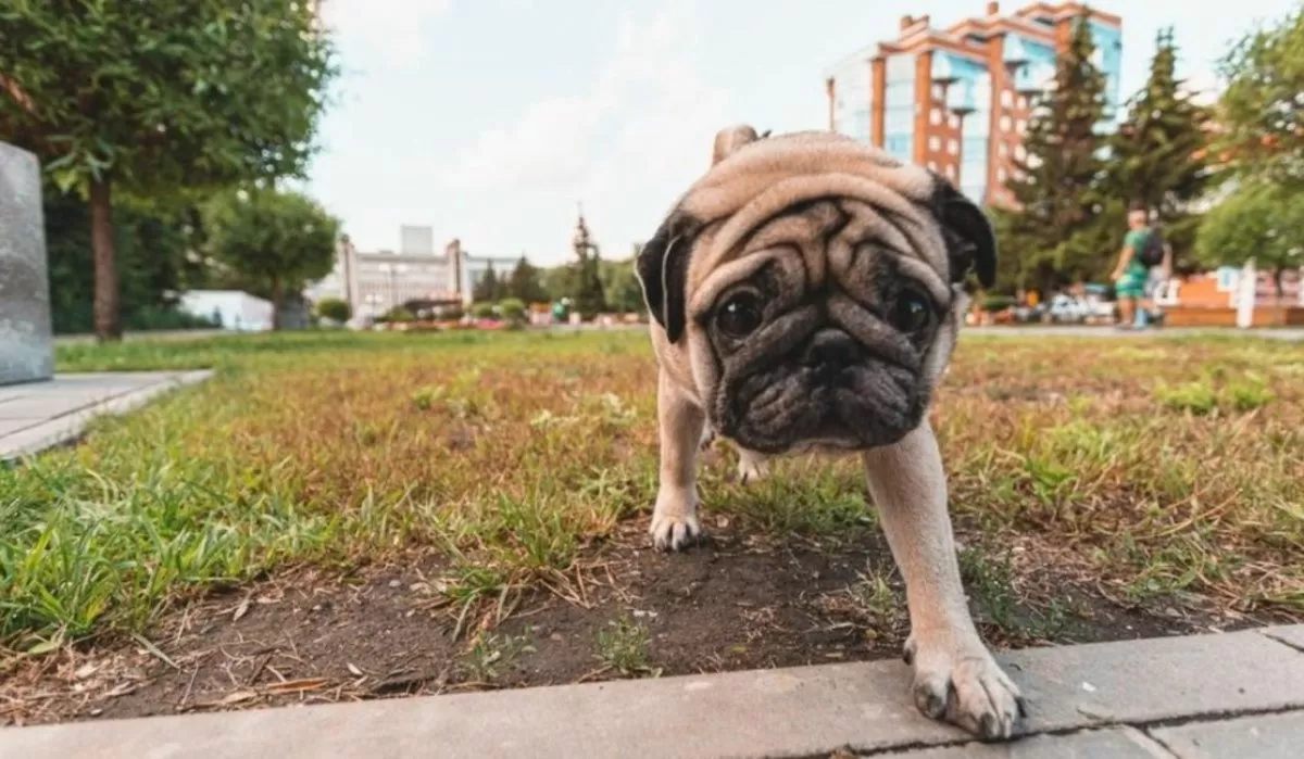 Собака. Источник: om1.ru Автор фото: Денис Некрасов