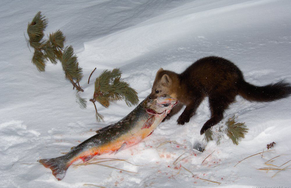 Тут без пары грамм не разобраться. Погодите, я сейчас закуску принесу! 