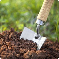 Осенняя посадка бересклета