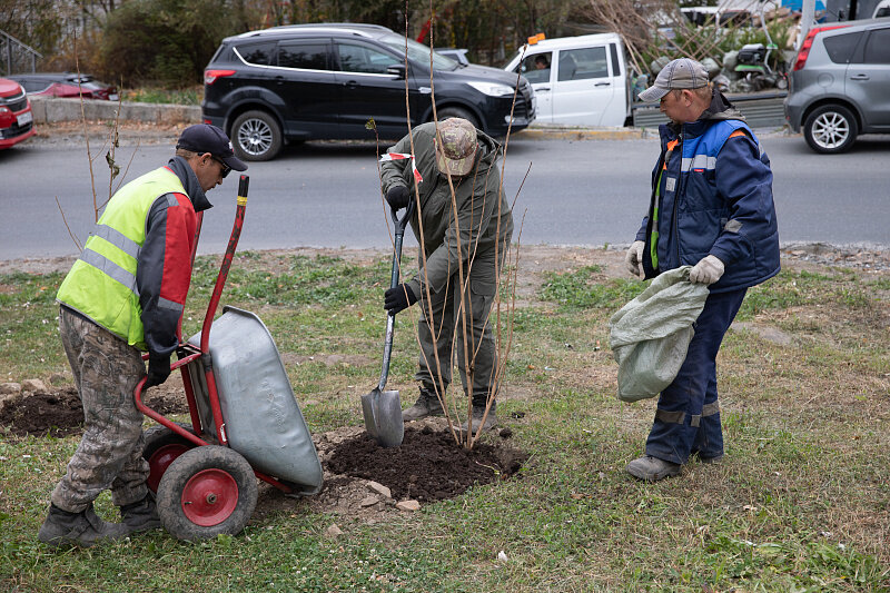 Высадка кустарников во Владивостоке