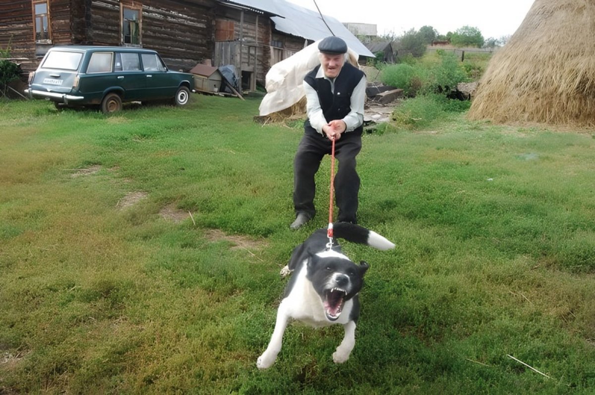    Иногда домашние псы страшнее бродячих.