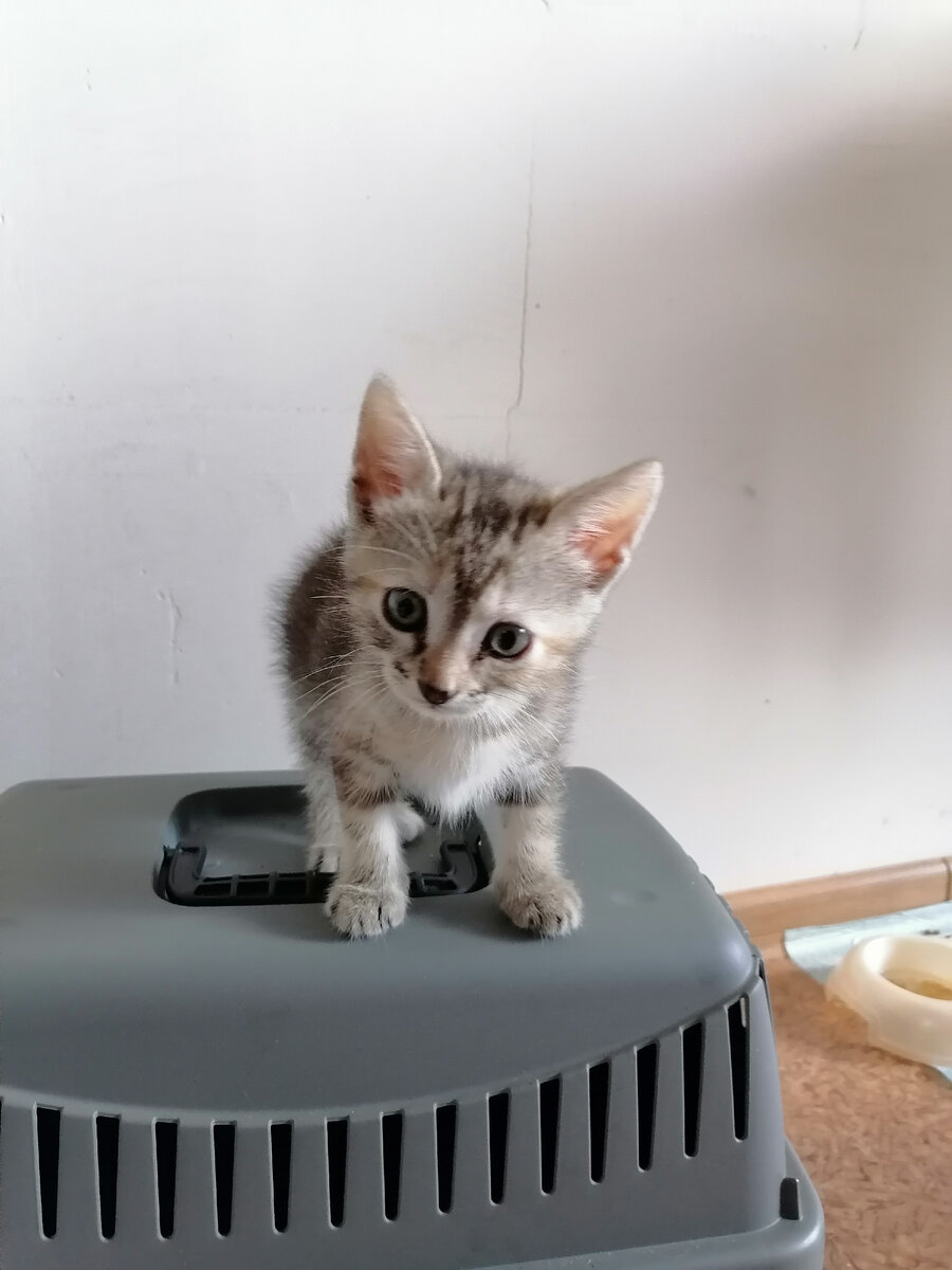 3 кошки в доме 🐈 | Мария Фуфарева | Дзен