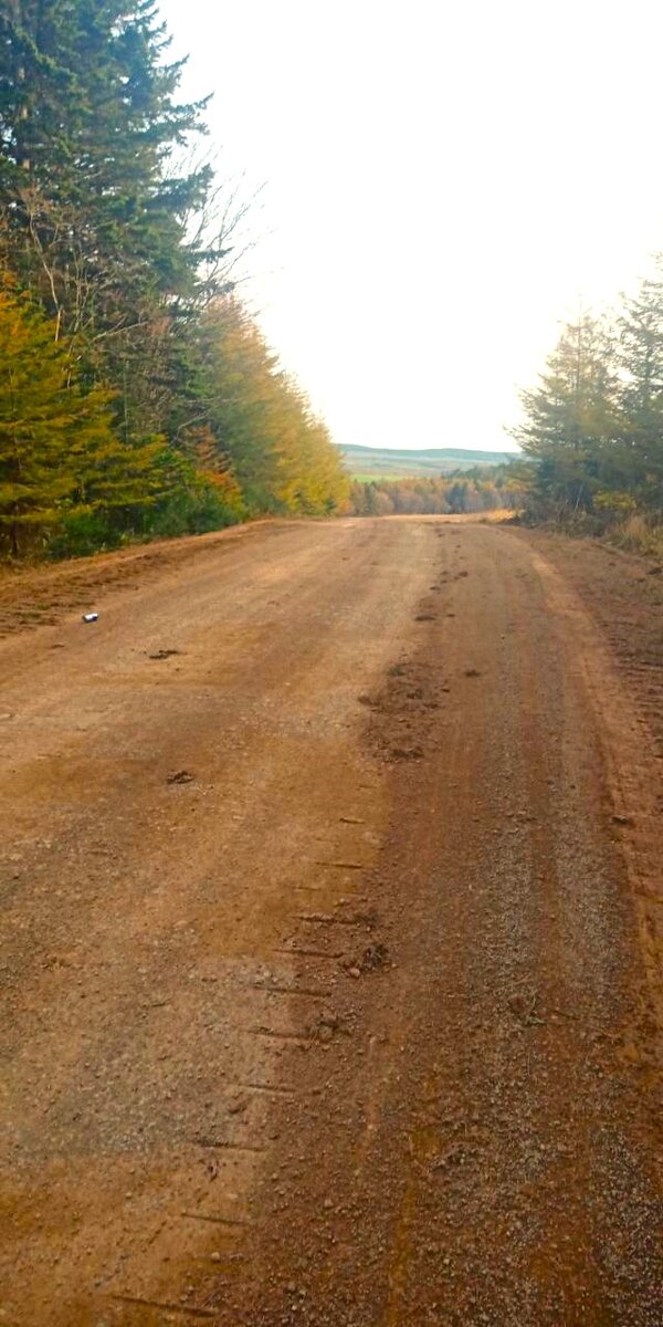 Немного осеннего леса))