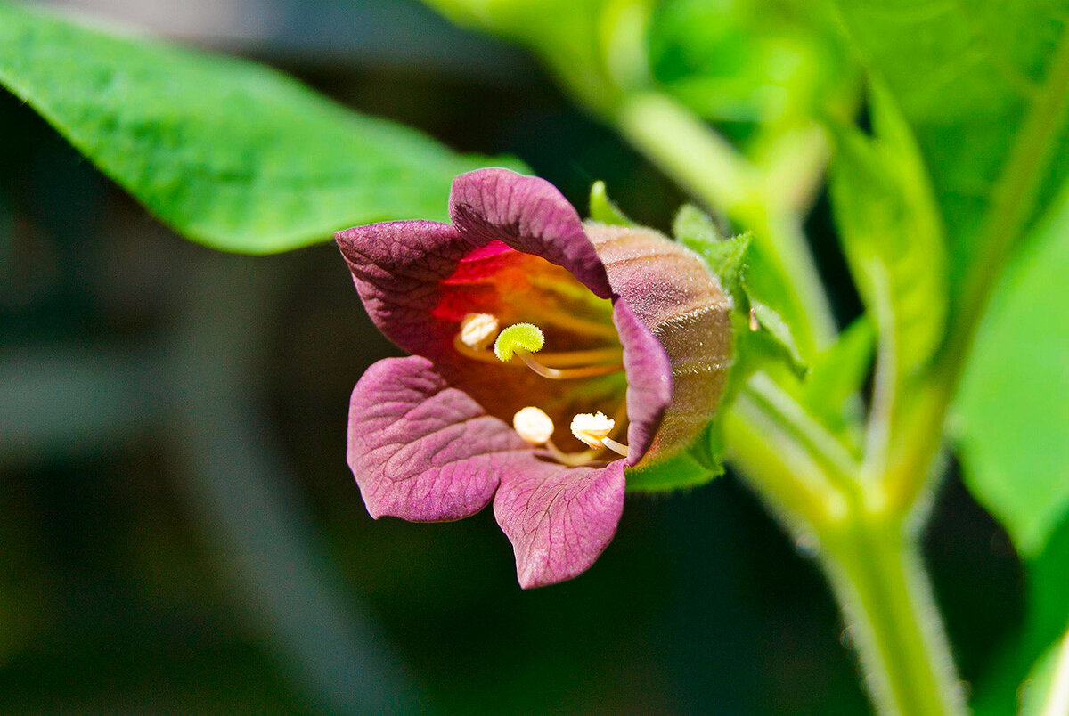 Красавка белладонна. Красавка белладонна Atropa Belladonna. Красавка белладонна растение. Белладонна (красавка, Atropa).