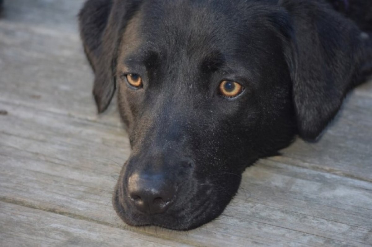    Более 70% краснодарцев поддержали идею создания зоополиции