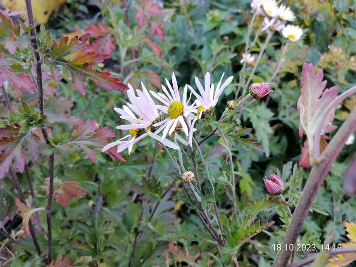 Фото хризантемы Индикум в октябре, Западная Сибирь