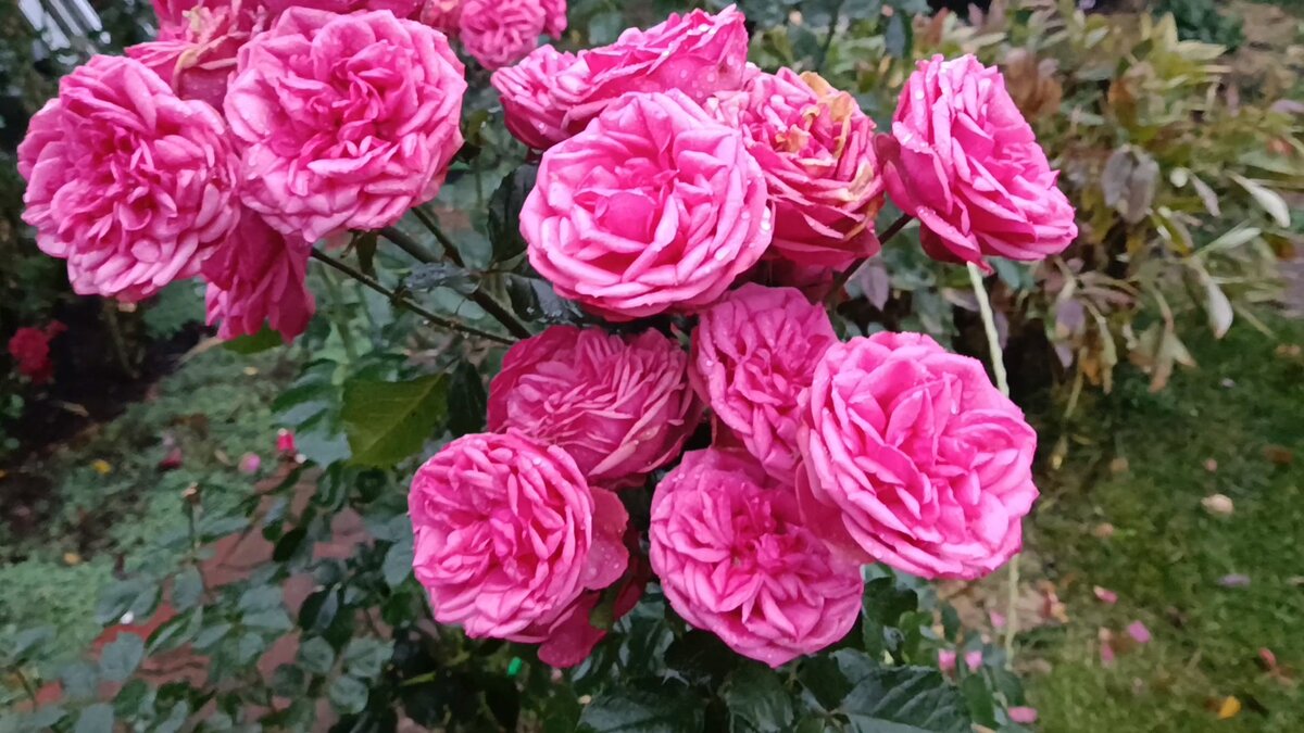 Роза Пинк Пиано продолжает цветение в октябре.