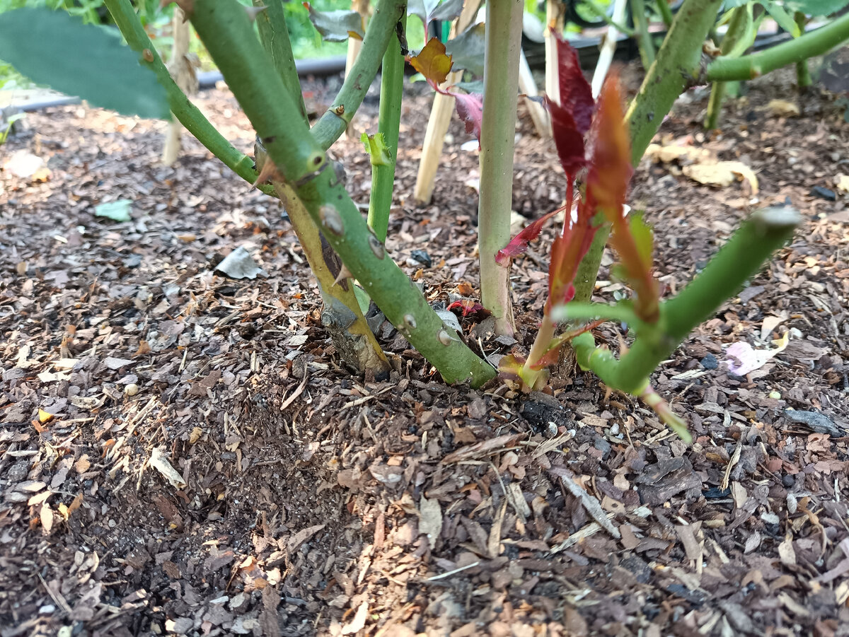 Красные побеги второго порядка на розе осенью.