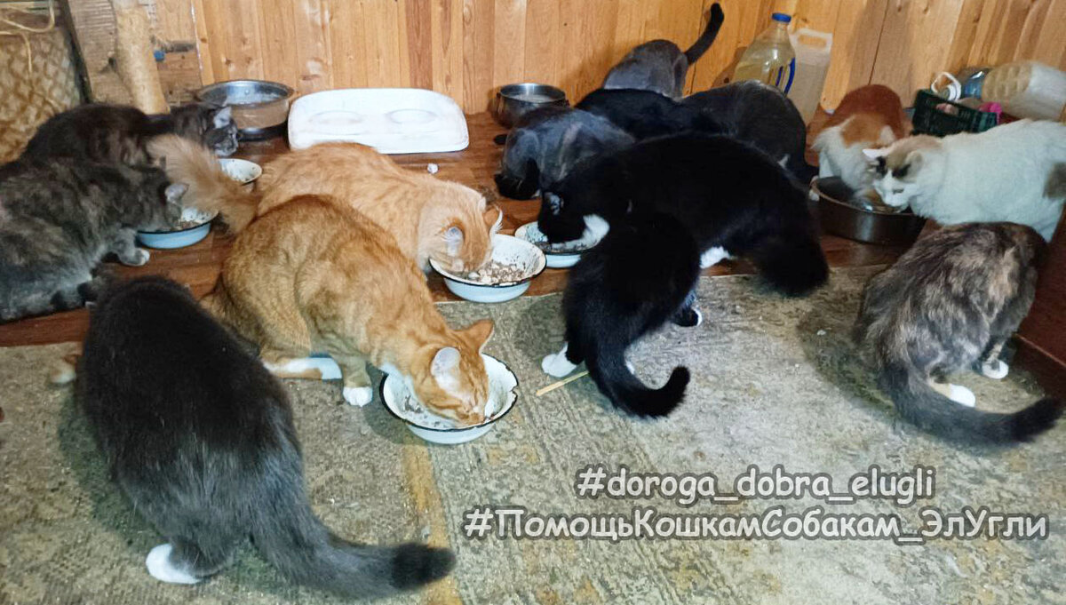 Наши кошечки трапезничают.