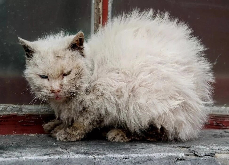 К чему снится грязная кошка. Бездомный кот. Облезлый кот.