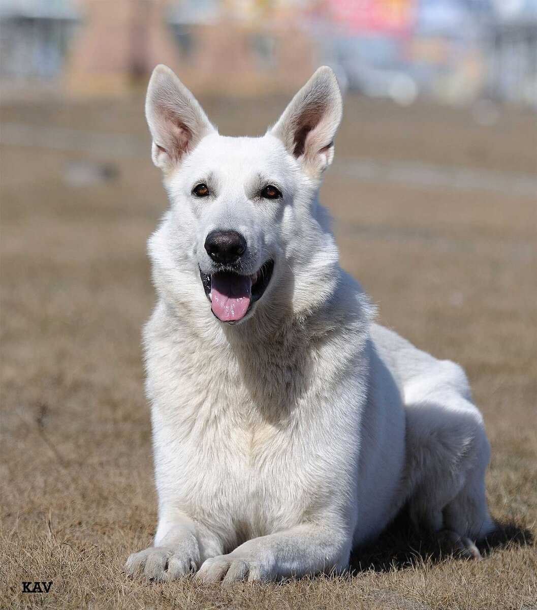 Фото с oir.mobi для примера