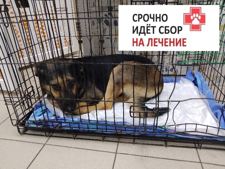 Дину привезли из приюта с температурой  39.9° с полным отказом от еды. 