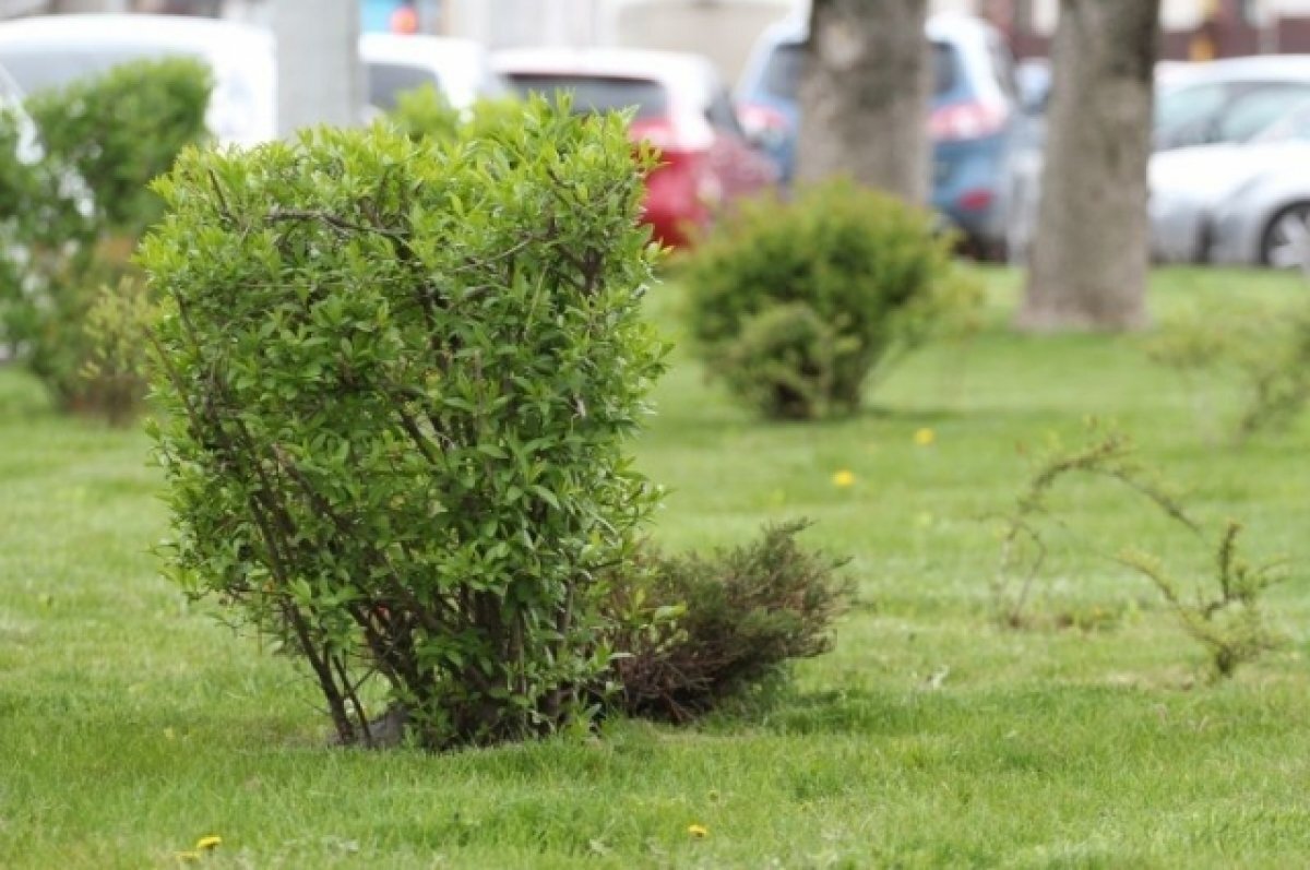    Сквер в Краснодаре будет носить имя композитора Сергея Рахманинова