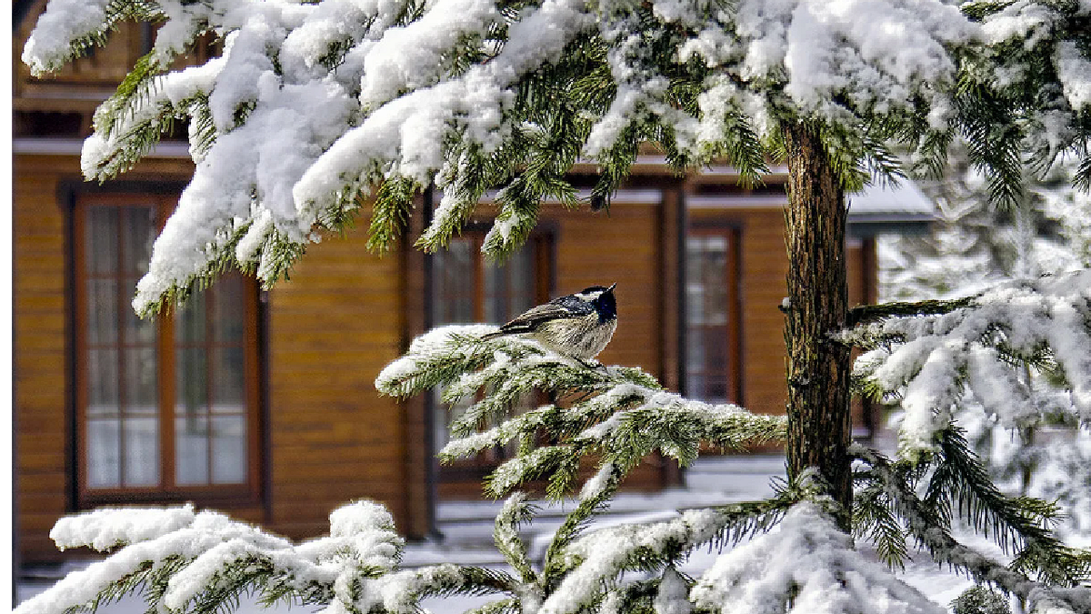 Картинка взята в интернете