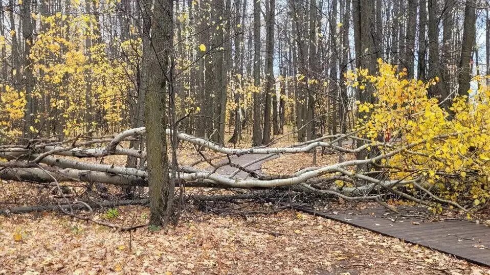     Дирекция парков и скверов Казани занимается устранением последствий сильного ветра, который накануне нанес ущерб городу. Об этом структура исполкома сообщила в своих соцсетях.