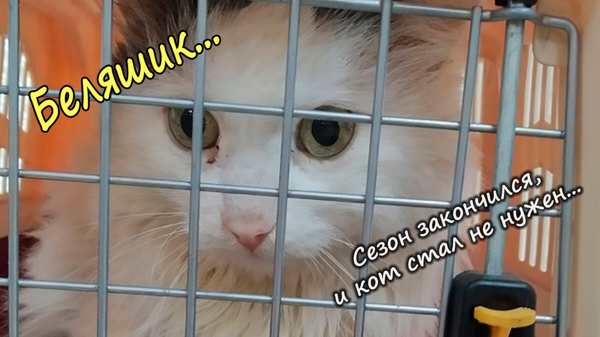 Все фотографии в тексте — автора
