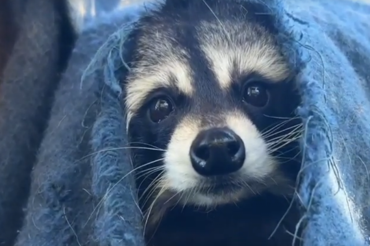    Челябинский зоопарк показал редкие кадры с енотом-социофобом