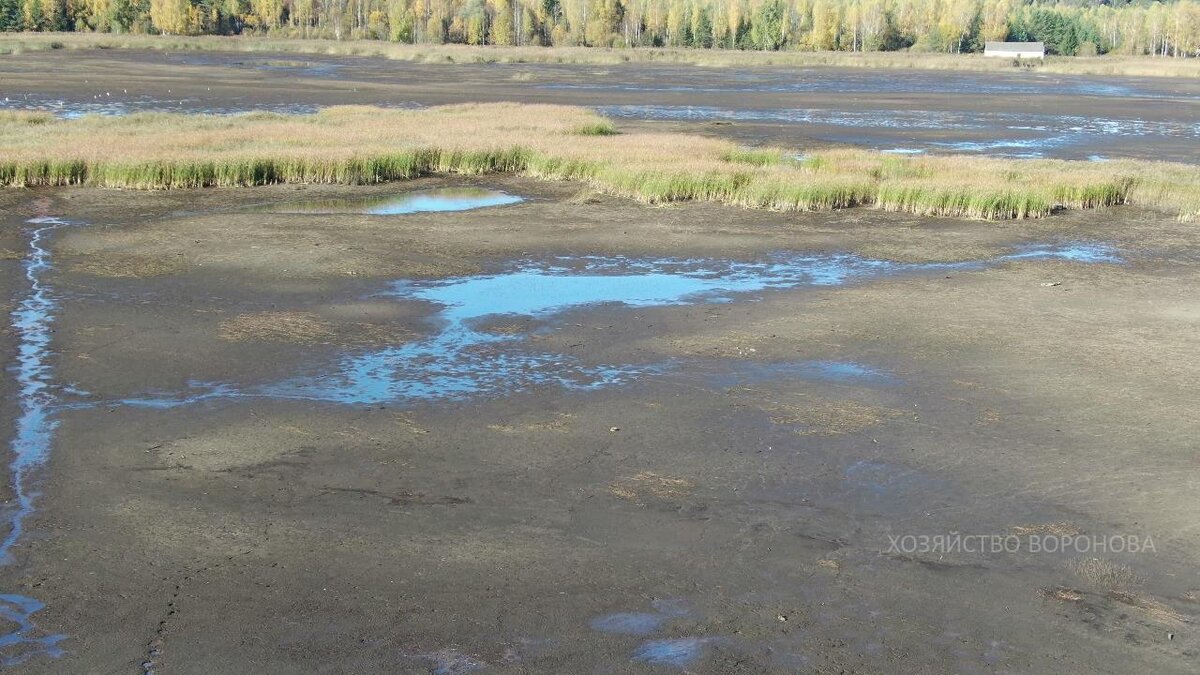 осока в центре пруда