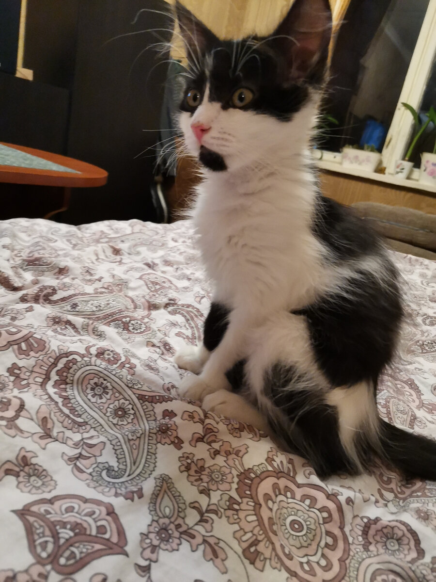 Марсель 2 месяца 