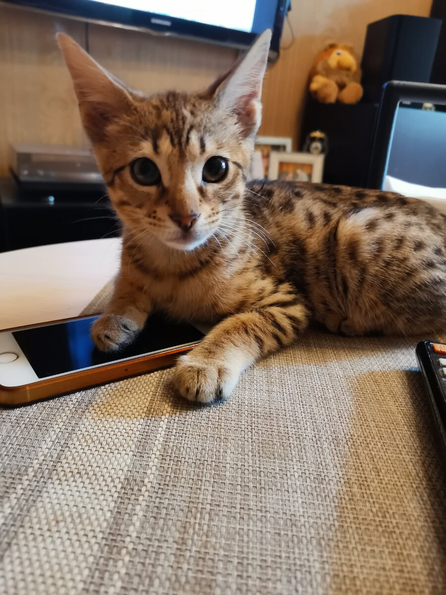 Бакс #саваннаф5# 