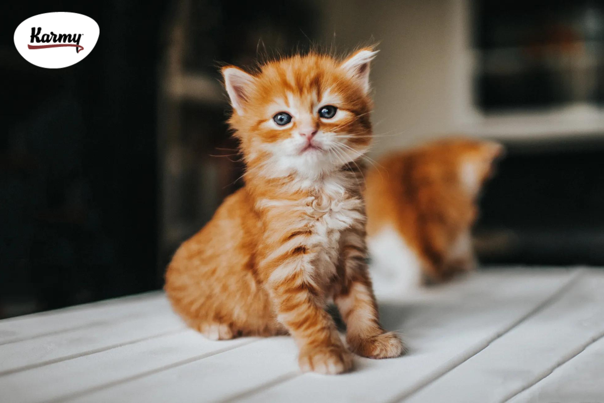 Авторское изображение с использованием картинки с фотостока "Unsplash" 