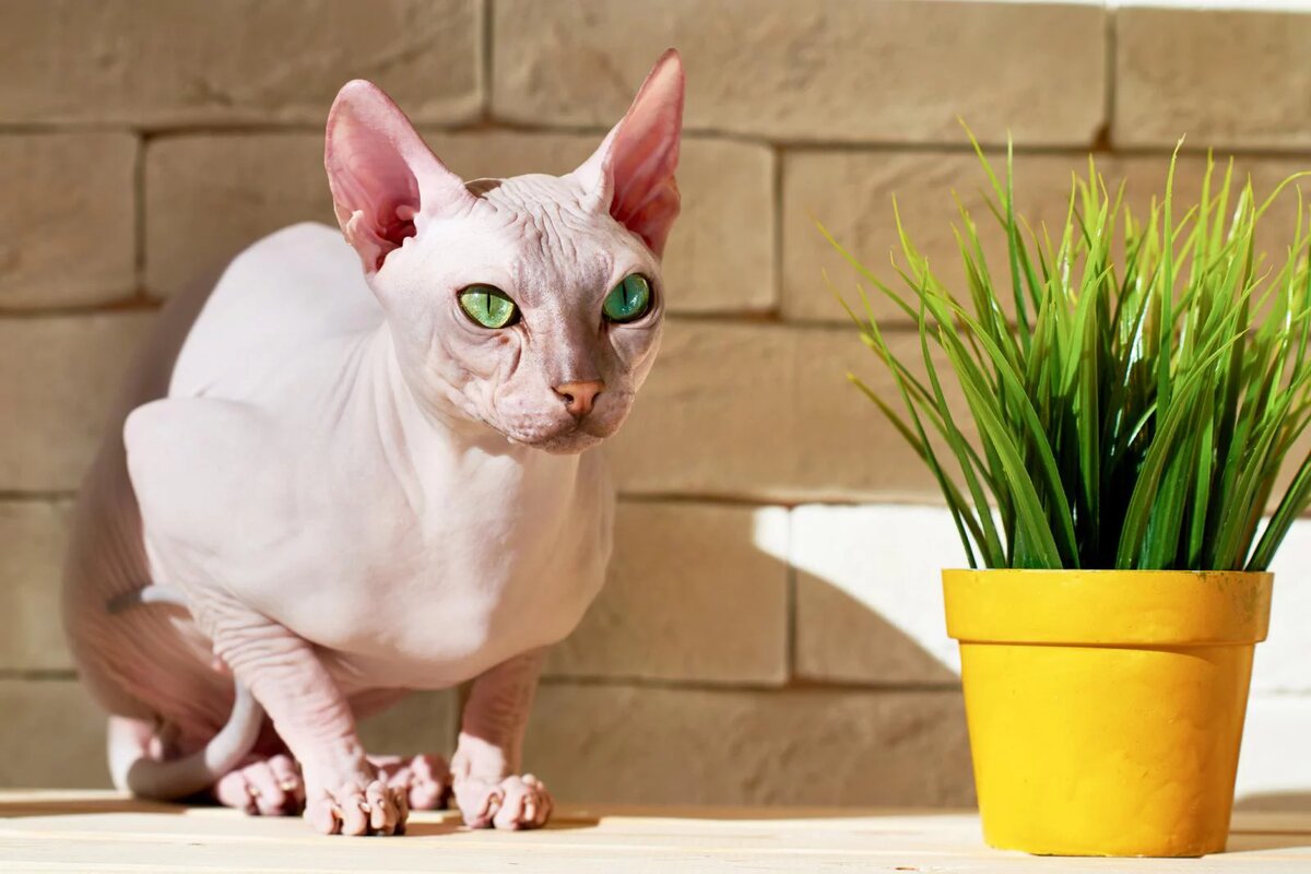 https://images.petlebi.com/v7/_ptlb/up/gallery/sphynx-7528.jpg