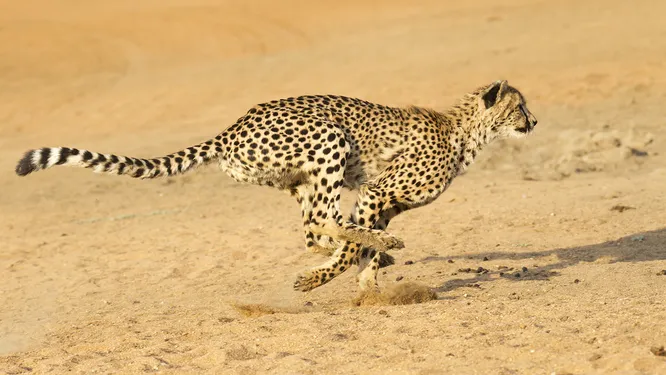 animalworld.com.ua