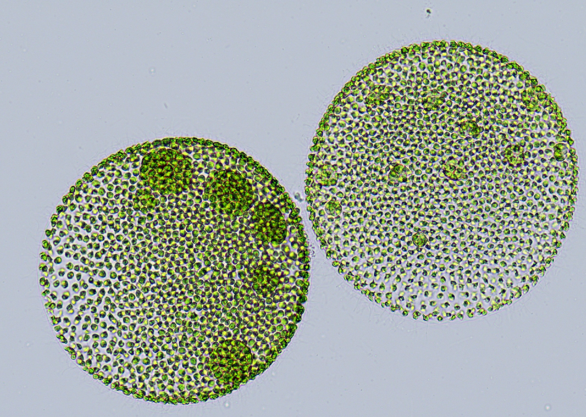 Водоросль вольвокс. Колониальный вольвокс. Эвглена и вольвокс. Вольвоксовые водоросли. Зеленые водоросли вольвокс.