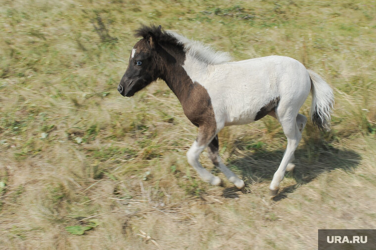    Пони прибыли в Донбасс как подарок от копейчан