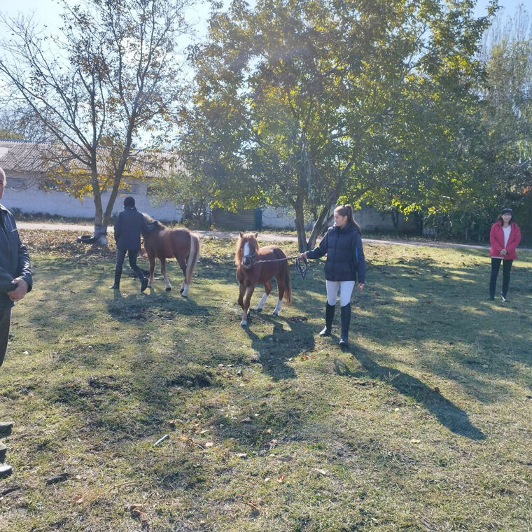    Пони по кличке Томбой и Ковбой гнедой масти редкой уэльской породы