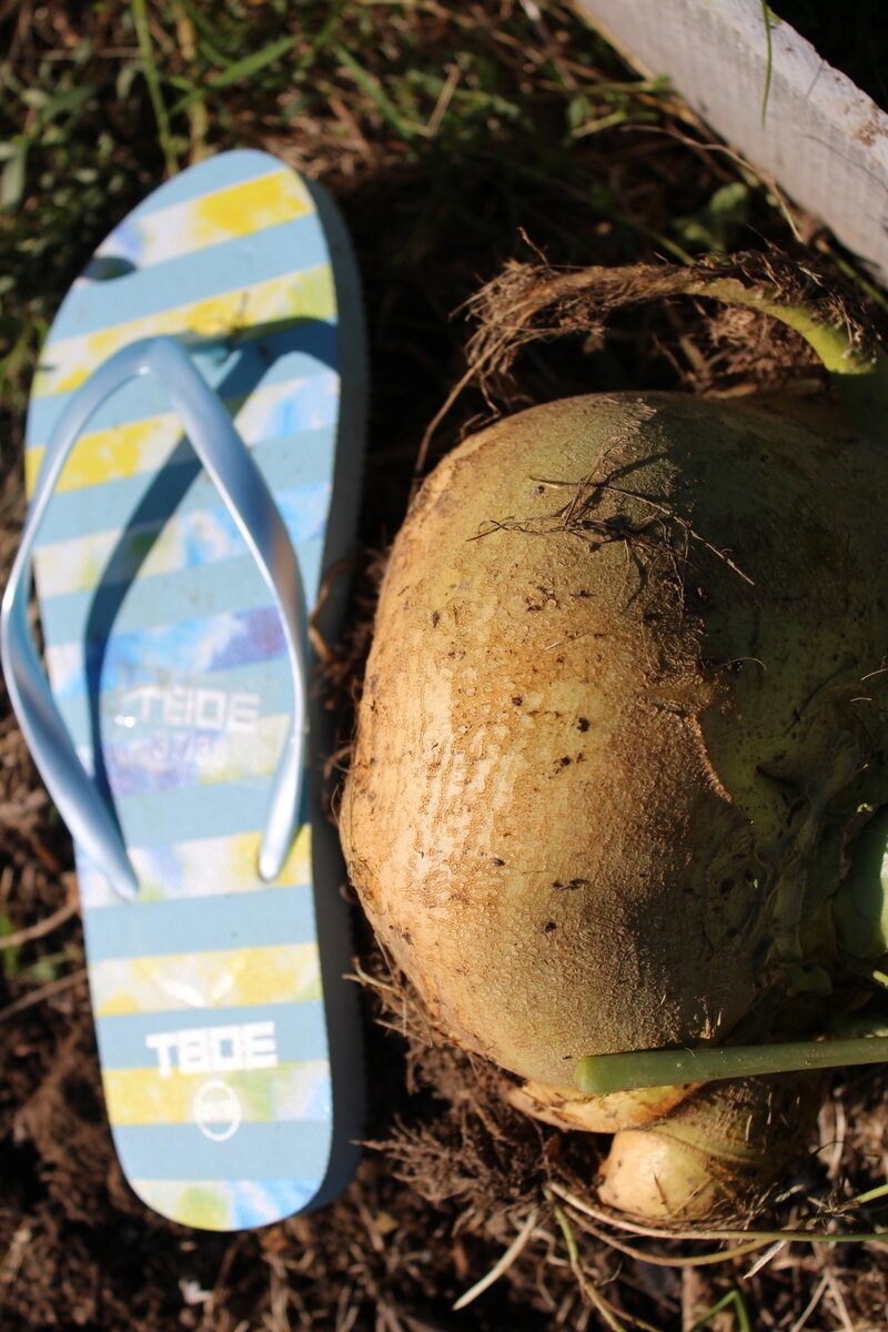    Брюква. Тапок 38 размера положен для масштаба.