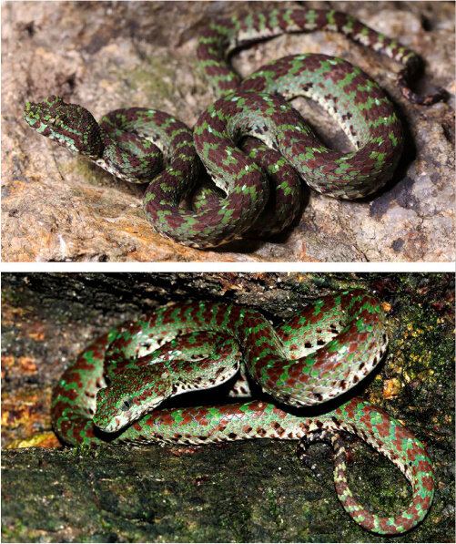 Змея Trimeresurus ciliarisИзображение: © CC BY 4.0