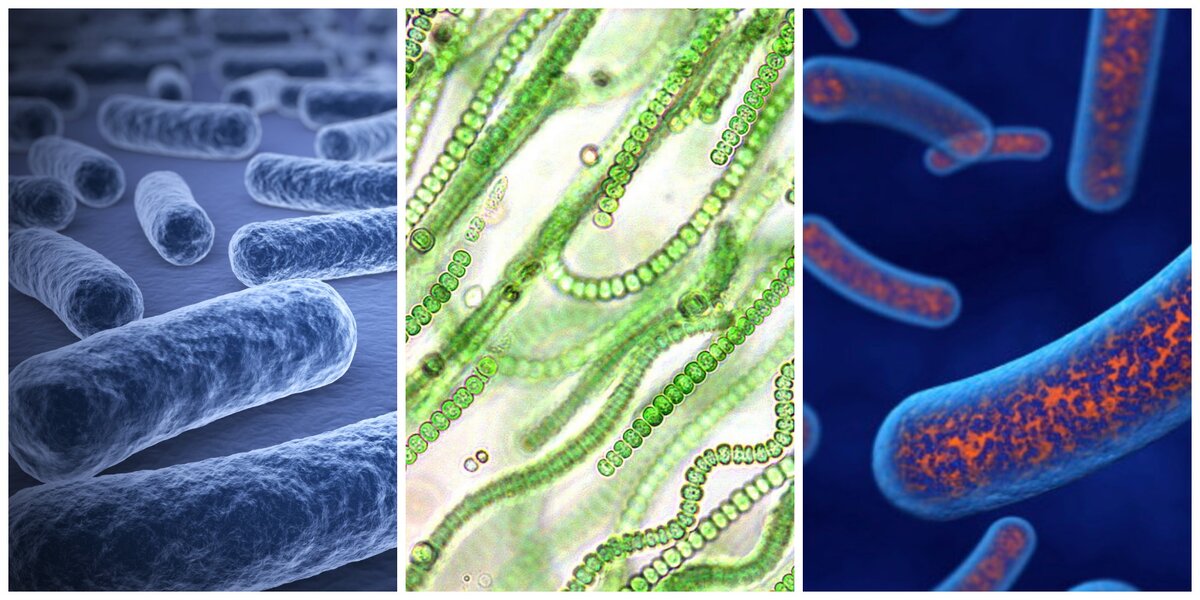 Почему без деятельности бактерий жизнь на Земле была бы невозможна? - Универ soloBY