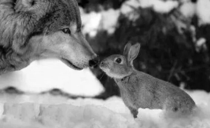 Изображение из открытых источников