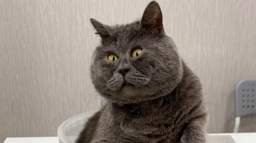 Кот Федя | Доказано: коты - это жидкость🫠 | Дзен