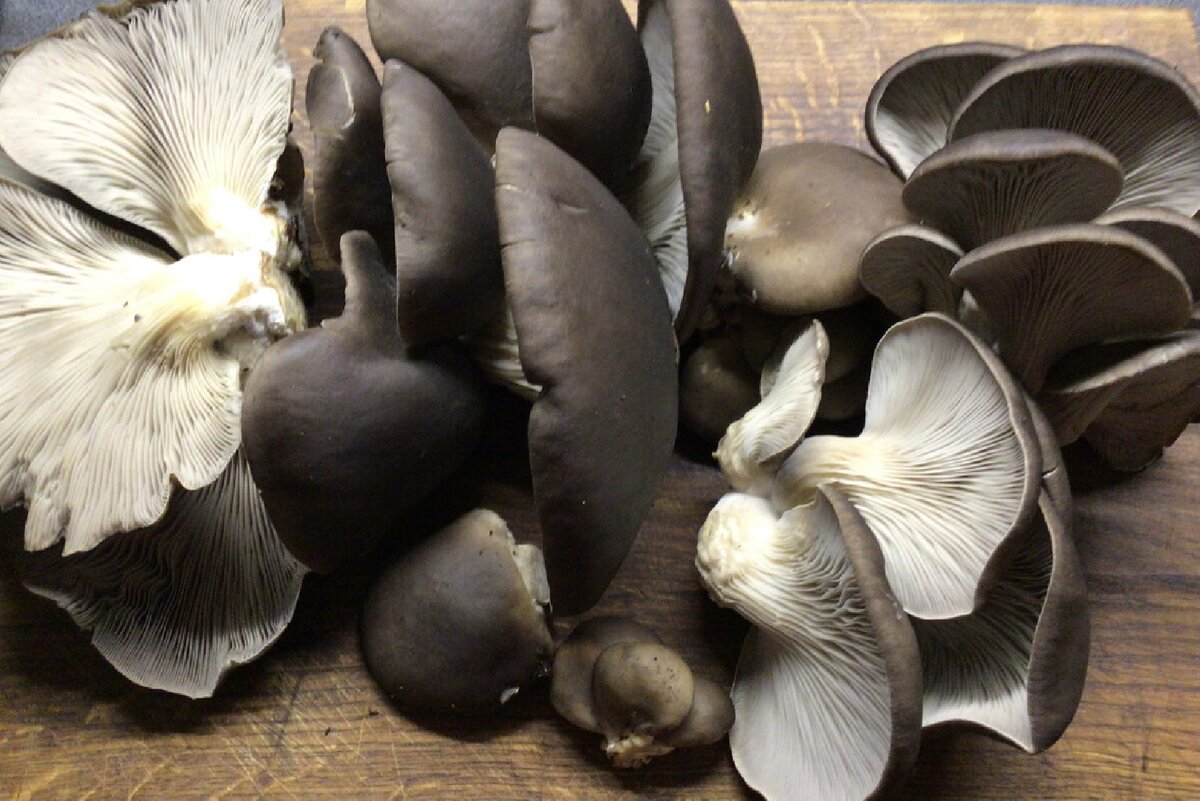 Урожай грибов- вешенки. Фото автора