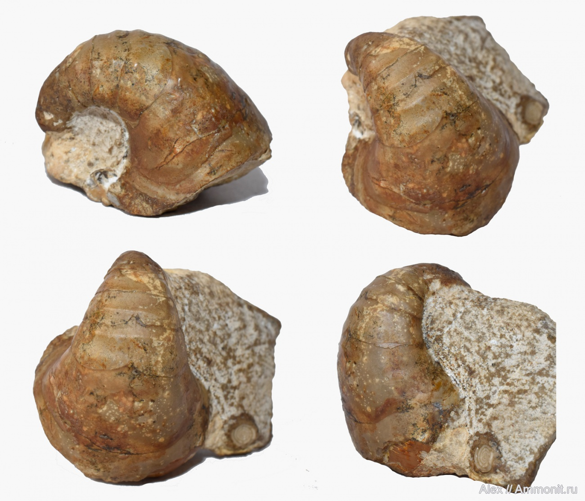 Сцифоцерас с горы Жиль-Тау. Фото Александра Мироненко